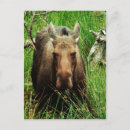 Search for canadians postcards Moose