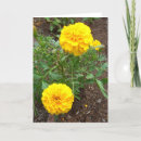 Search for marigold cards Yellow