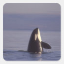 Search for killer whales stickers Wildlife