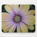 Search for african daisies electronics Osteospermum