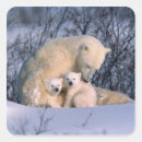 Search for mama bear stickers Snow