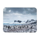 Search for wild birds magnets Landscape