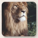 Search for wildlife coasters Brown