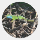 Search for green lizard stickers Reptile