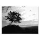 Search for tree silhouette Landscape