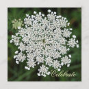Search for the queen invitations Flower