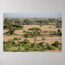 Search for amboseli posters Animal