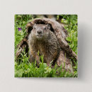 Search for groundhogs badges Rodent