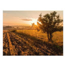 Search for trees in fog art Autumn