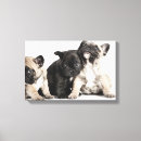 Search for pug dogs canvas prints Sitting