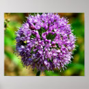 Search for allium posters Floral