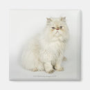 Search for persians magnets Animals