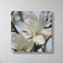 Search for white magnolia canvas prints Blossom