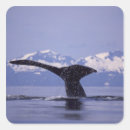 Search for humpback whale stickers Usa