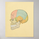 Search for temporal bone Occipital
