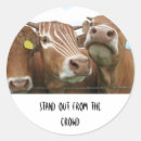 Search for herd stickers Cows
