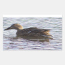 Search for duck photo stickers Ducks