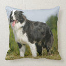 Search for bob and pam langrish Collie border