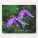Search for clematis mousepads Flowers