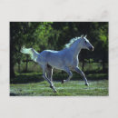 Search for thoroughbred postcards Stallion