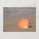 Search for scallops postcards Nautical