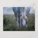 Search for selected postcards Photography