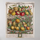 Search for fruit season chart Pieter