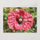 Search for macro postcards Petals
