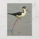 Search for sandpiper postcards Animal