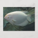 Search for fishes postcards Animal
