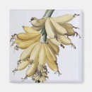 Search for redoute magnets Botanical
