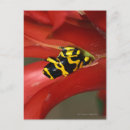 Search for poison postcards Animal