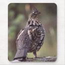 Search for grouse Outdoors