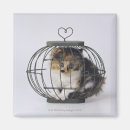 Search for tortoiseshell magnets Feline