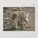 Search for joey postcards Kangaroo