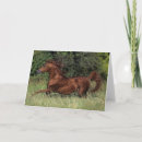 Search for stallion cards Bob langrish
