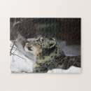 Search for snow leopard puzzles Nature