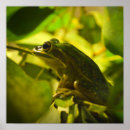 Search for green frogs posters Photography