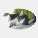 Search for love sleep stickers Pet