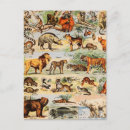 Search for mammal postcards Whale