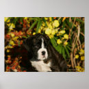 Search for boxer puppy posters Puppies