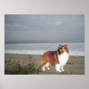 Search for shelti art Collie