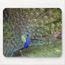 Search for peacock feather mousepads Plumage