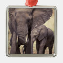 Search for tanzania christmas tree decorations Nature