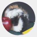 Search for guinea pig stickers Cavy
