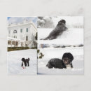 Search for obama postcards Barack