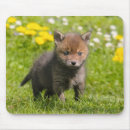 Search for kits mousepads Red fox