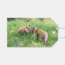 Search for red fox Mammal