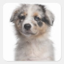 Search for australian shepherd stickers Animal