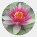 Search for lily love stickers Nature